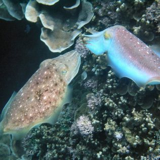 Cuttle fish (sepia rhoda) tillhör arten bläckfiskar..