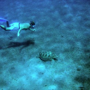 Havssköldpadda i Lamen Bay.